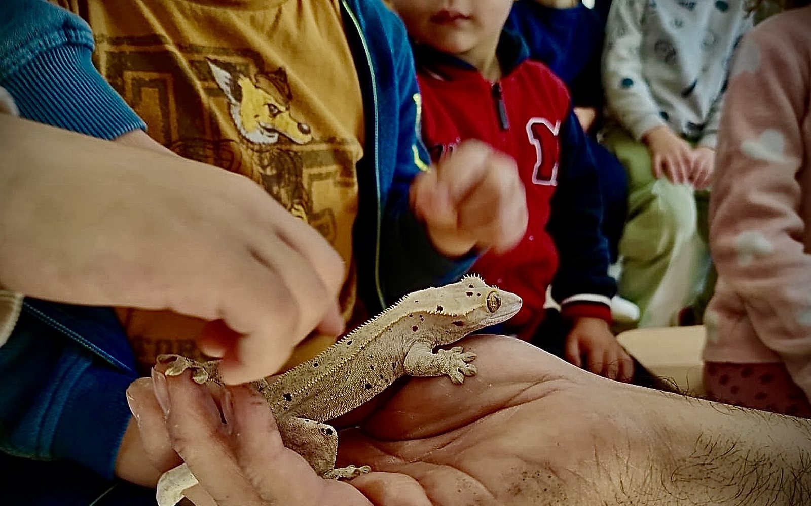 Taller de reptiles para colegios con gecko y observación guiada