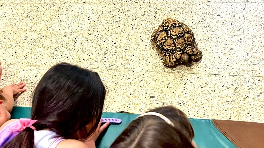 Observación guiada de una tortuga durante un taller de reptiles para colegios